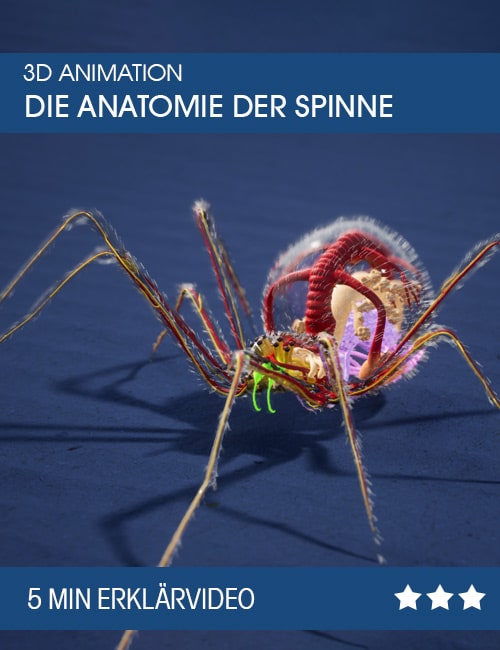 die anatomie der Spinne 3d animation