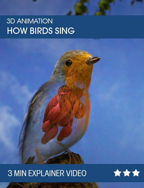 how birds sing 3d animation explanation-avenue.shop