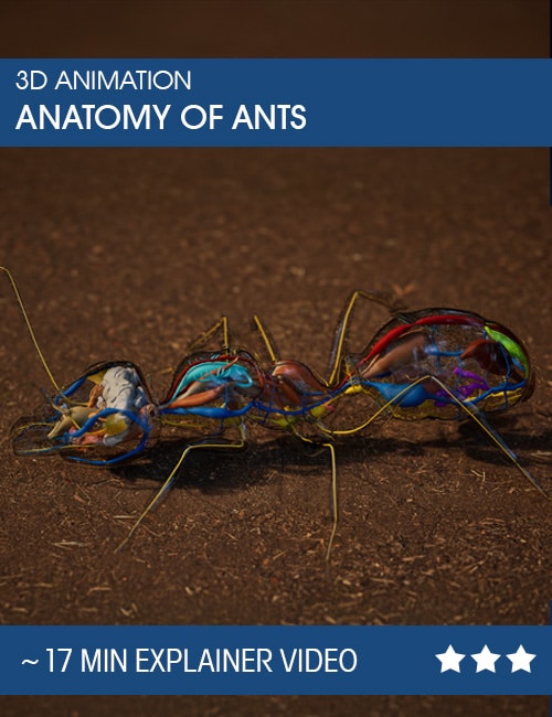 3D-Animation Anatomie Ameise – Ansicht von Kopf, Brust, Hinterleib mit Organen