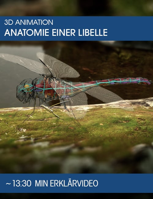 Detailreiche 3D-Visualisierung der Libellen-Anatomie mit Darstellung von Kopf, Thorax, Hinterleib und Flügeln für Unterricht und Wissenschaft